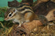 Chipmunk Wall Mural