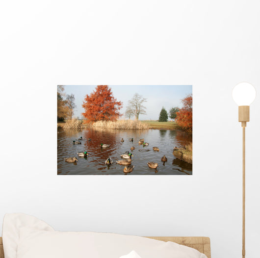 pond and ducks Wall Mural
