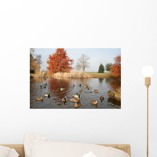 pond and ducks Wall Mural