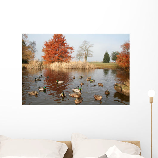 pond and ducks Wall Mural