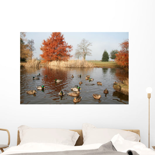 pond and ducks Wall Mural