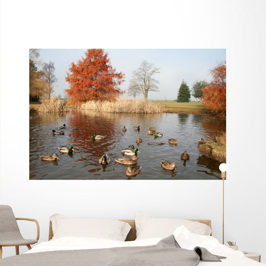 pond and ducks Wall Mural