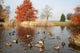 pond and ducks Wall Mural