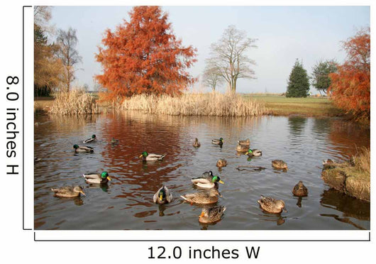 pond and ducks Wall Mural