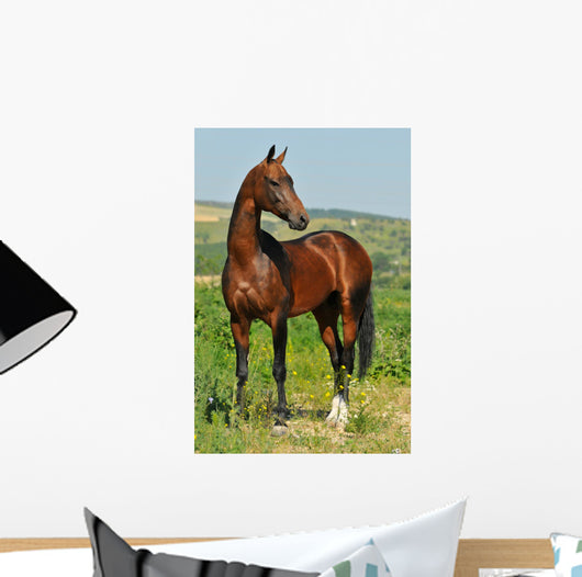 portrait of beautiful bay Akhal-Teke stallion Wall Mural