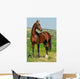 portrait of beautiful bay Akhal-Teke stallion Wall Mural
