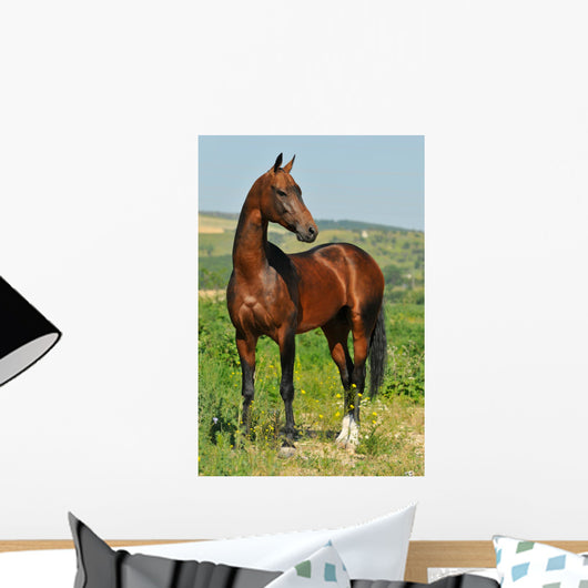 portrait of beautiful bay Akhal-Teke stallion Wall Mural