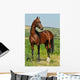 portrait of beautiful bay Akhal-Teke stallion Wall Mural