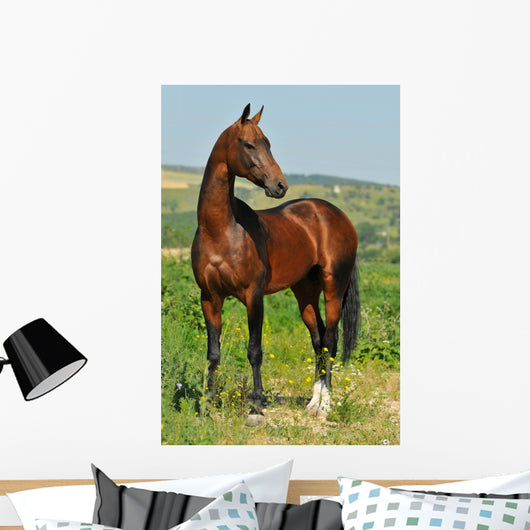 portrait of beautiful bay Akhal-Teke stallion Wall Mural