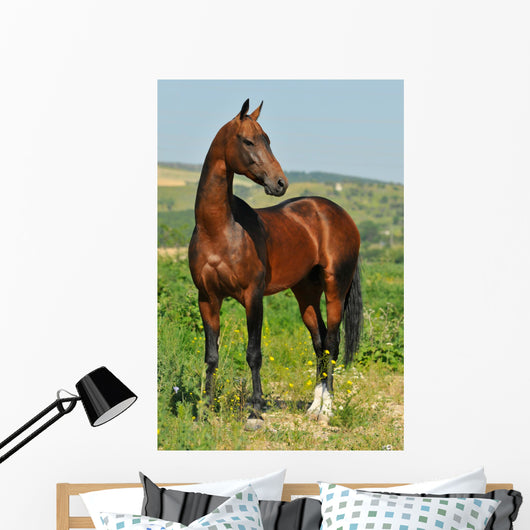 portrait of beautiful bay Akhal-Teke stallion Wall Mural