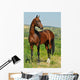 portrait of beautiful bay Akhal-Teke stallion Wall Mural