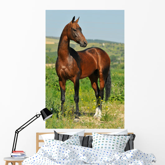 portrait of beautiful bay Akhal-Teke stallion Wall Mural