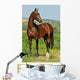 portrait of beautiful bay Akhal-Teke stallion Wall Mural