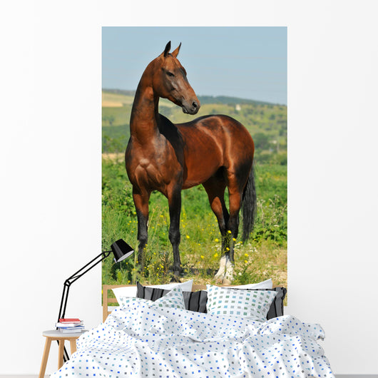 portrait of beautiful bay Akhal-Teke stallion Wall Mural