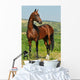 portrait of beautiful bay Akhal-Teke stallion Wall Mural