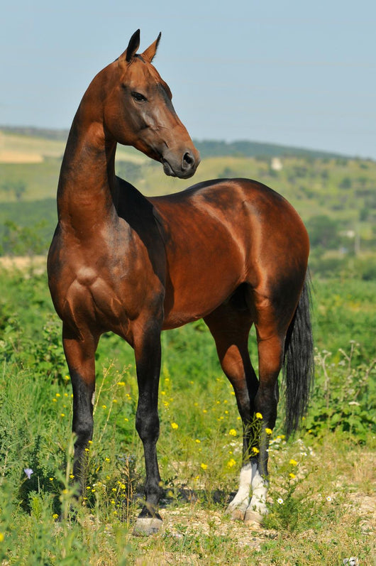 portrait of beautiful bay Akhal-Teke stallion Wall Mural