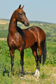 portrait of beautiful bay Akhal-Teke stallion Wall Mural
