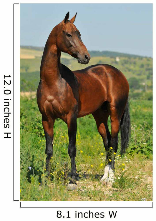portrait of beautiful bay Akhal-Teke stallion Wall Mural