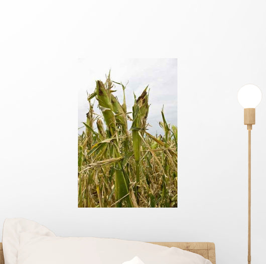 Damage to Corn Crop Wall Decal