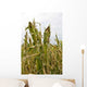 Damage to Corn Crop Wall Decal