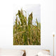 Damage to Corn Crop Wall Decal