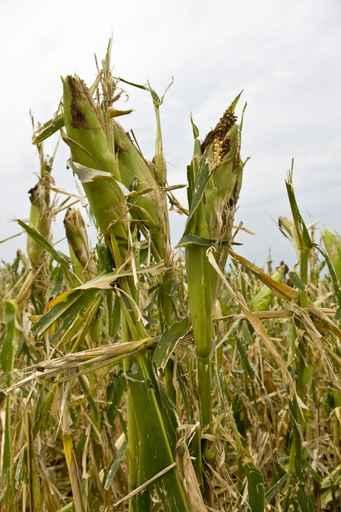 Damage to Corn Crop Wall Decal