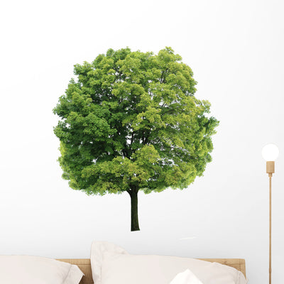Maple Tree Wall Decal shown on a wall