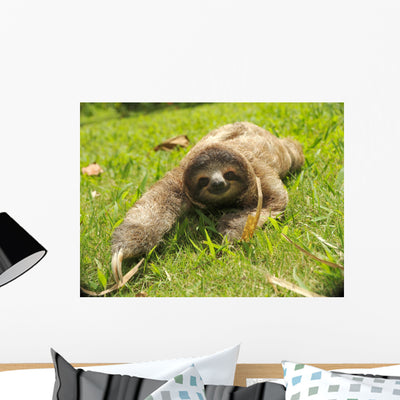 Cute Three Toe Sloth Wall Mural shown on a wall