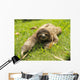 cute three toe sloth juvenile male on grass Wall Mural