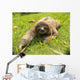 cute three toe sloth juvenile male on grass Wall Mural