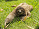 cute three toe sloth juvenile male on grass Wall Mural