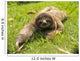 cute three toe sloth juvenile male on grass Wall Mural