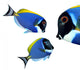 Tropical reef fish - Surgeonfish - Zebrasoma Wall Decal