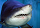 Shark Mouth Wall Mural