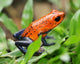 blue jeans or strawberry poison dart frog in grass Wall Mural