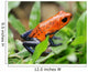 blue jeans or strawberry poison dart frog in grass Wall Mural