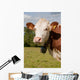 Montbeliarde Cow and His Wall Mural