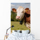 Montbeliarde Cow and His Wall Mural