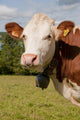 Montbeliarde Cow and His Wall Mural