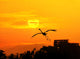 egrets play in sunset Wall Mural