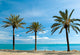 Three Palm-Trees Wall Mural