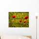 Morning Poppy Wall Mural