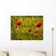 Morning poppy Wall Mural