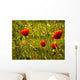 Morning poppy Wall Mural