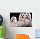 Trois Bichons Maltais Assis Wall Mural