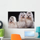 Trois Bichons Maltais Assis Wall Mural