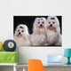 Trois Bichons Maltais Assis Wall Mural
