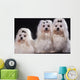 Trois Bichons Maltais Assis Wall Mural