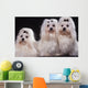 Trois Bichons Maltais Assis Wall Mural
