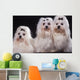 Trois Bichons Maltais Assis Wall Mural